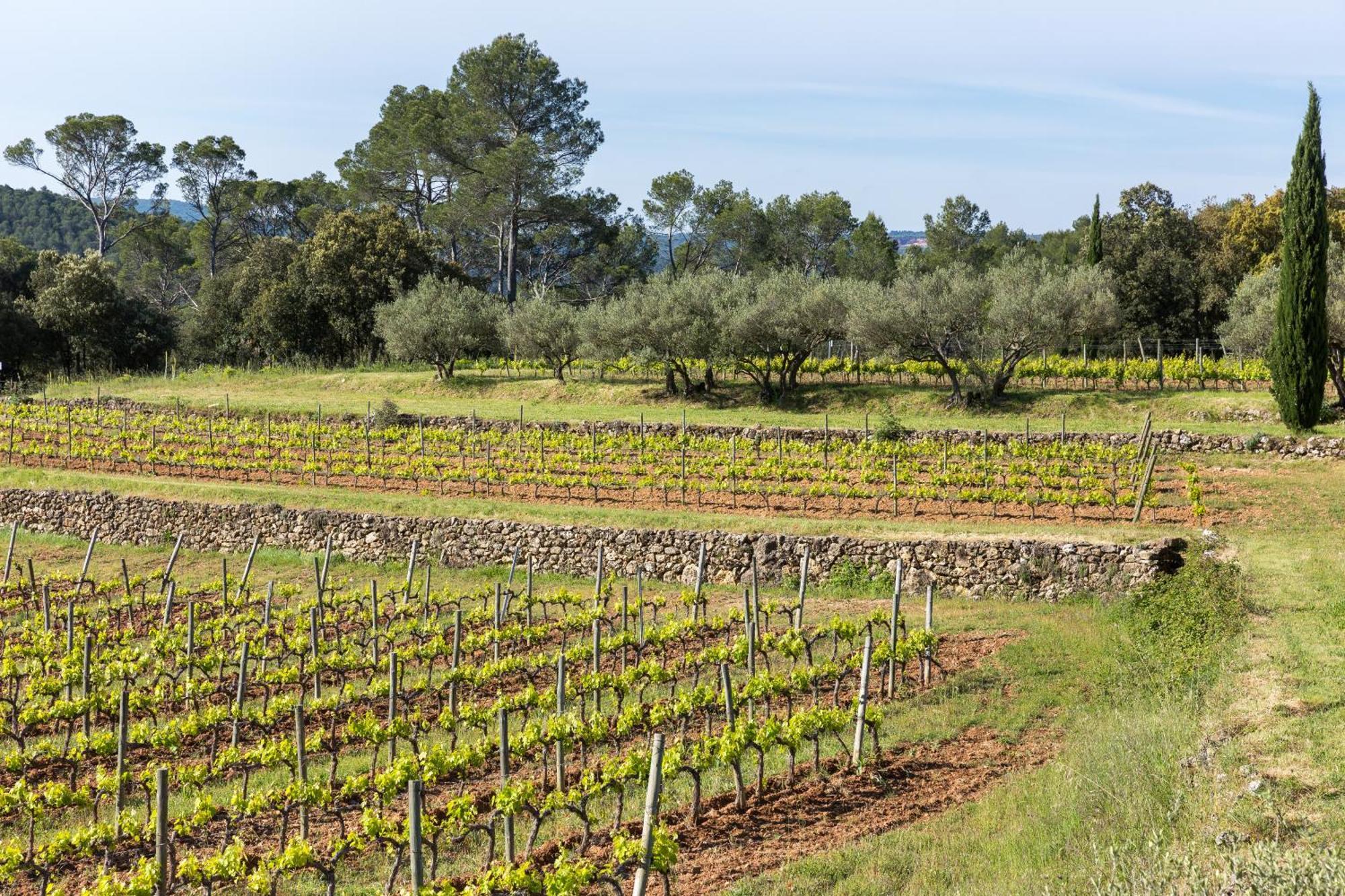 Domaine Du Clos D'Alari-Chambres D'Hotes Au Milieu Des Vignes Saint-Antonin-du-Var Exteriör bild
