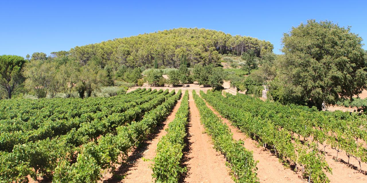 Domaine Du Clos D'Alari-Chambres D'Hotes Au Milieu Des Vignes Saint-Antonin-du-Var Exteriör bild